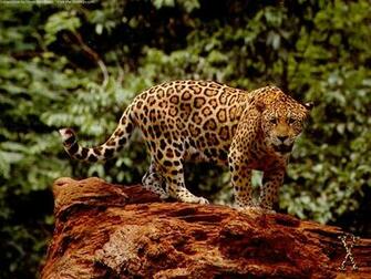 Great Jaguar Wallpaper HD