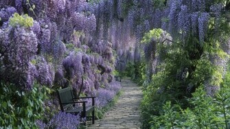 Germany Wisteria Wallpaper