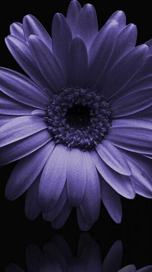 Wallpaper Portrait Blue Gerbera Flower