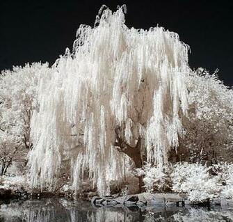 Willow Tree