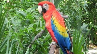 Macaw Parrot Best Collection Wallpaper Gallery Sa