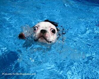 French Bulldog Nature Club Wednesday October