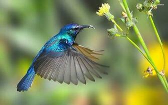 Related Keywords Amp Suggestions For Hummingbird Screensavers