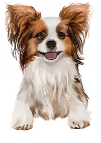 Teetitle On Art Cute Dog Wallpaper Papillon