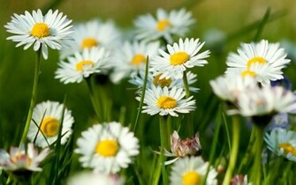 Spring Wallpaper Stock Photos