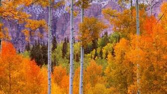 Fall Aspens Cimaron Road Colorado