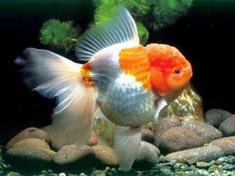 Wallpaper U 3d Amazing Gold Fish HD