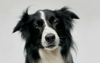 Border Collie Wallpaper Pictures