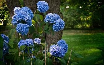 Blue Hydrangeas Wallpaper Flower