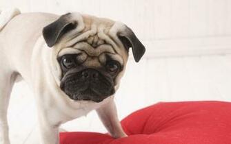 All Wallpaper Pug Dog HD