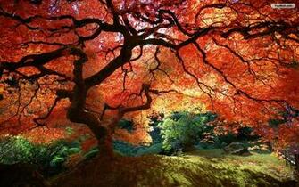 Autumn Tree Desktop Wallpaper Fall