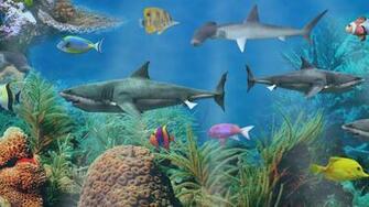 All About Shark Aquarium Live Wallpaper For Android Videos