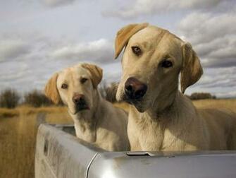 All Wallpaper Funny Dogs