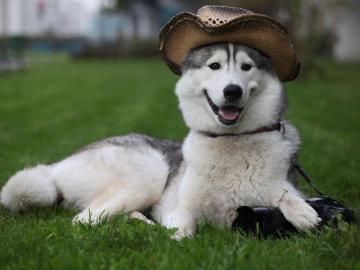 Funny Husky Dog HD Wallpaper Wallpaperpick