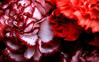 The Warm Mother Flower Carnations HD Wallpaper