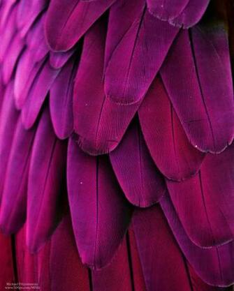 Hot Pink Bird Feathers iPhone Wallpaper Background