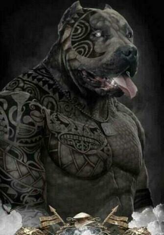 Pin Gangster Pitbull Tattoo Design