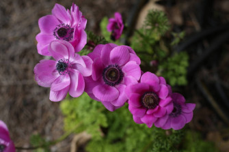 Anemone Flower Wallpaper