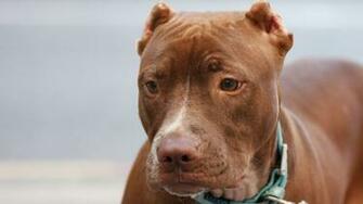 American Pit Bull Terrier Wallpaper