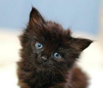 Cute Black Kittens Cat Pictures