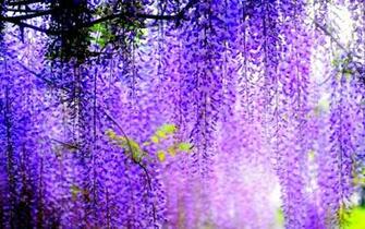 Wisteria Wallpaper