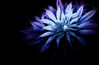 HD Weed Wallpaper Base