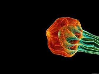 Animated Fractal Screensavers