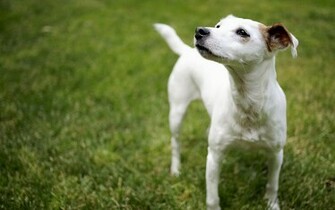 Jack Russell Terrier On The Grass Wallpaper Dog