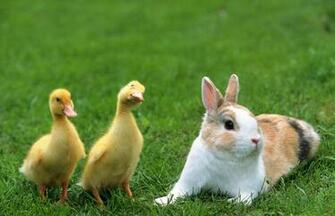 Rabbit New HD Wallpaper