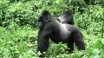 Silverback Gorilla Wallpaper HD Ecopetit Cat