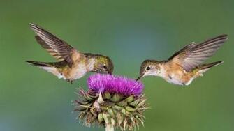 Hummingbird HD Wallpaper Hummingbirds Image