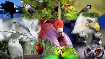 HD Birds Of A Feather Wallpaper