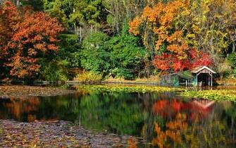 Water Japan Nature Autumn Wallpaper Allwallpaper In