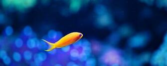Fish Bokeh Wallpaper
