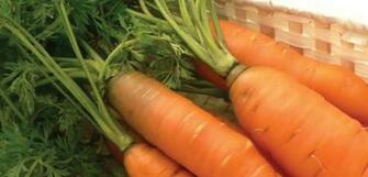 Carrot Wallpaper Ewedu Net