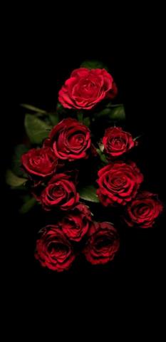 Haniya Farrukh On Florzinhas Red Roses Wallpaper