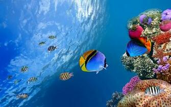 Tropical Fish School Wallpaper Wide HD