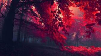 Red Forest Trees HD Wallpaper FullHDwpp Full
