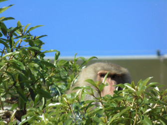 Baboon Wallpaper