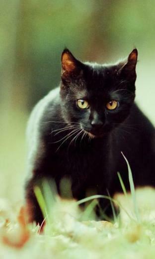 Tillbaka Till Engelska Vers Tt Beskrivning Cats And Kittens