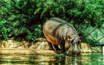 Hippopotamus Wallpaper