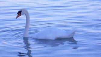 Swan Wallpaper HD Jpg