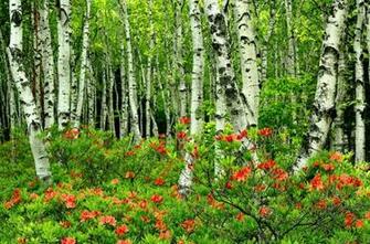 Green Birch Forest Hq Wallpaper