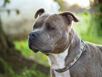 Pit Bull Dogs Wallpaper Pitbull Dog Breed