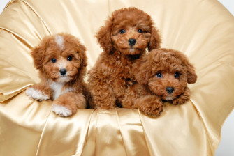 Cute Puppy Wallpaper