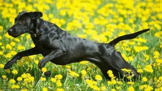 Wallpaper Dog Summer Field Desktop In The