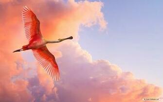 Wallpaper Animal Microsoft Exquisite Pictures