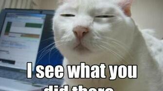 Lolcat Wallpaper Wallpoper