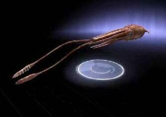 Giant Squid Wallpaper