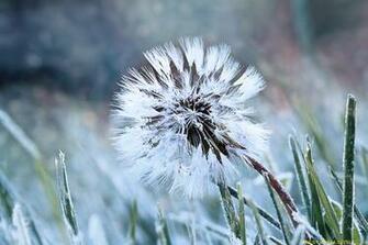 Frozen Winter Flower Bestwallsite